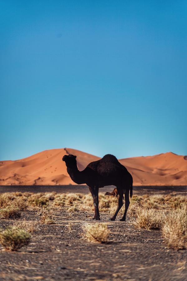 Luxurious Merzouga Desert Camps Экстерьер фото
